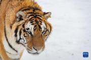 猛虎戏雪