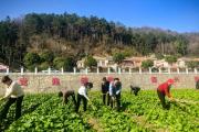 吉明东：发展富民产业 建设和美乡村