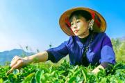 石濡菲：茶香沁满致富路