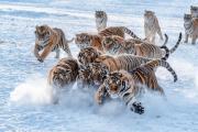 【中新画报】开启玩雪模式！冬日限定“糖霜”小动物高萌登场