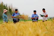 三夏麦浪里，兵团公安护航万亩良田丰收