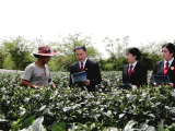 一纸禁令，护住万亩茶山香 贵州法院以司法“绿盾”护佑绿水青山
