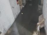 水管老化漏水 地下室被浸泡