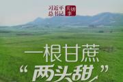 习近平总书记关切事丨一根甘蔗“两头甜”