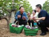 得意之笔丨不断擦亮乡村振兴清廉底色