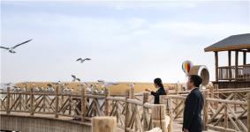 内蒙古额济纳旗：春到居延海