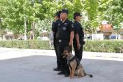 空中“鹰眼”、地面警力、灵敏警犬齐上阵！兵团这家公安局“空地犬”立体防控拉满安全感