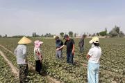 35亩棉花被农药“误伤”，综治中心出手了！结局很暖心