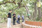 古梨树保护迎来“阅卷人”
